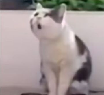 女儿进宫当宫女保姆级攻略