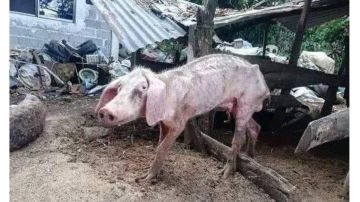 彩虹岛手游：简单的生活技能等级提升