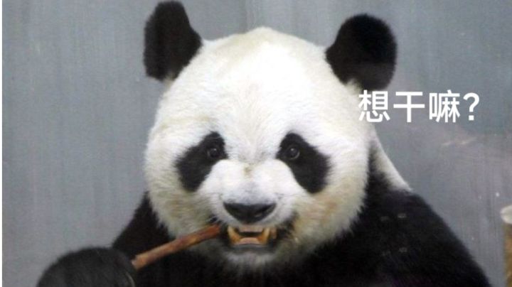 跳舞很騷的麦克截图
