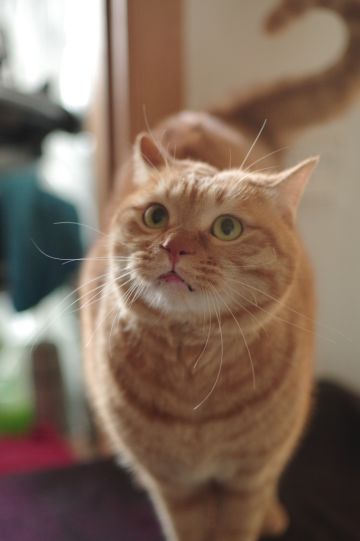 【工作室日常】有姐妹问“阿尔法喵是什么喵”，那么不如……（内含高清生图）