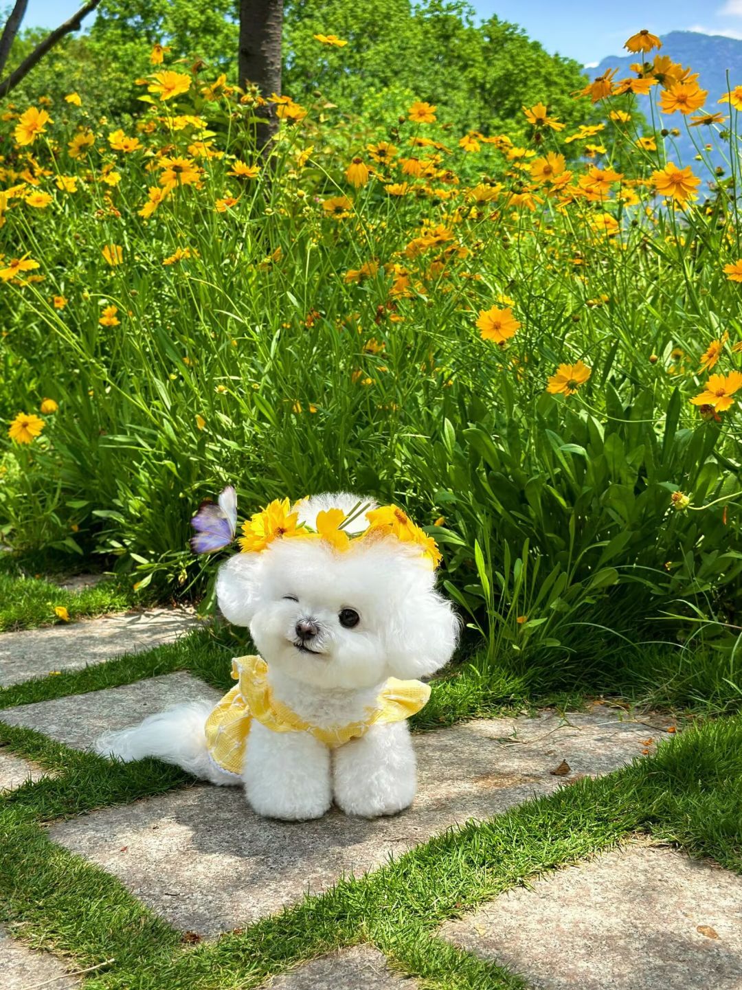 花海遇到一只会戴花环的修勾！白乎乎一团 2