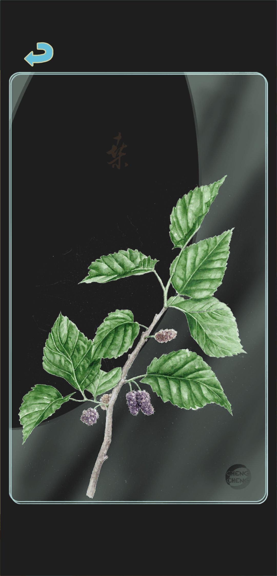 夏季树种透卡1 1
