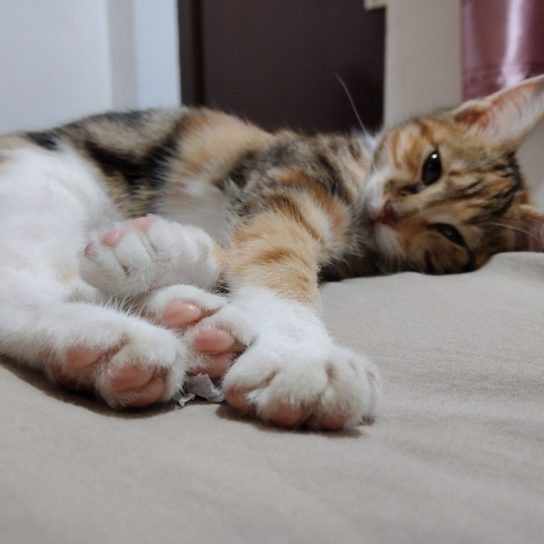猫猫喵喵咪咪呜呜喵喵 2