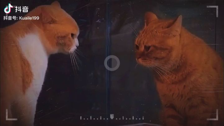 猫界吃鸡截图