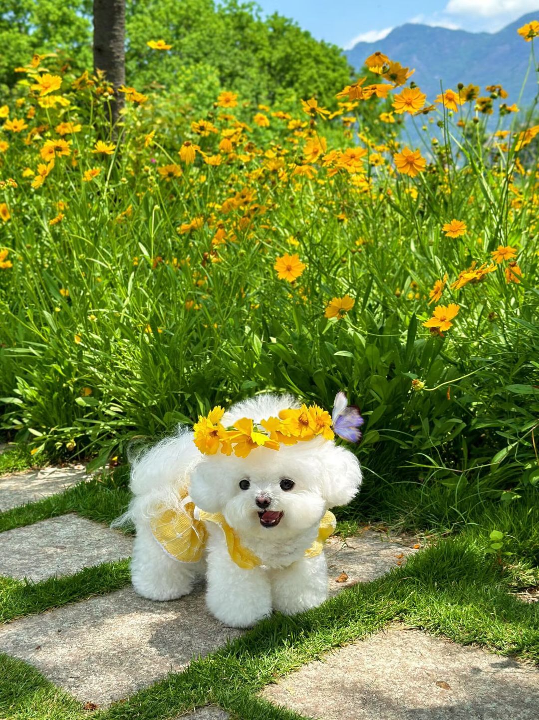 花海遇到一只会戴花环的修勾！白乎乎一团 3