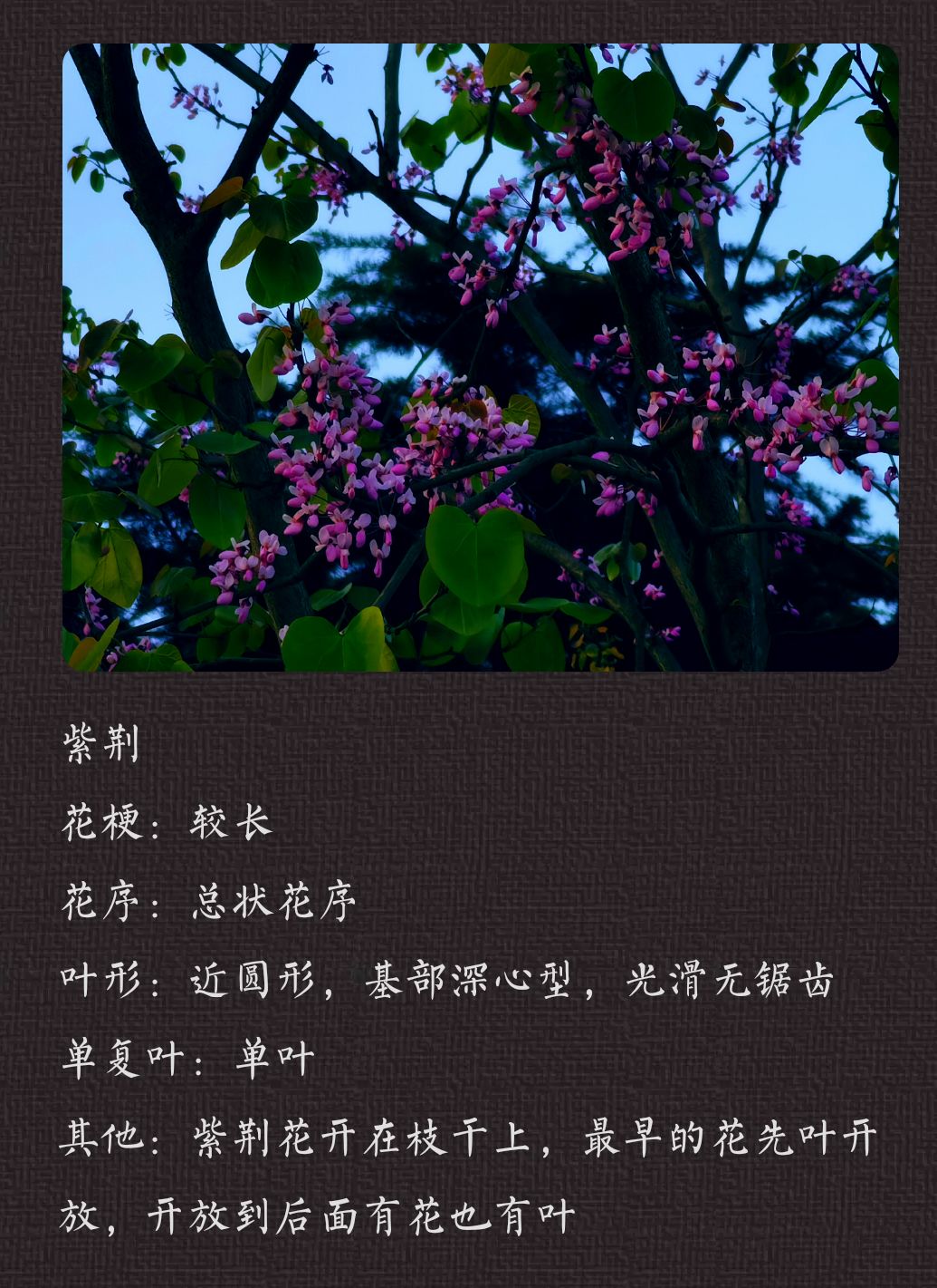 妙手拍花😺 1