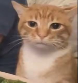 联网单机? 1