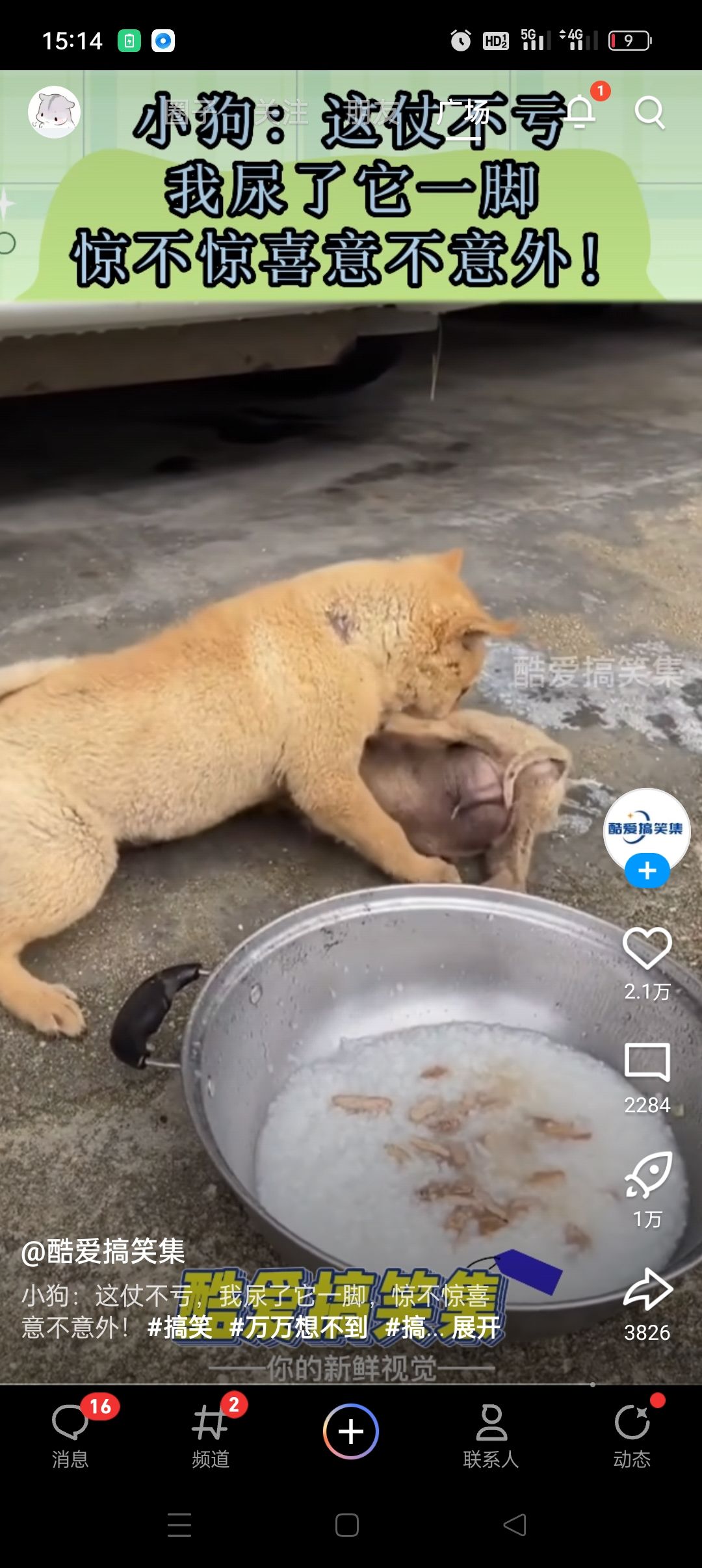 狗东西 1