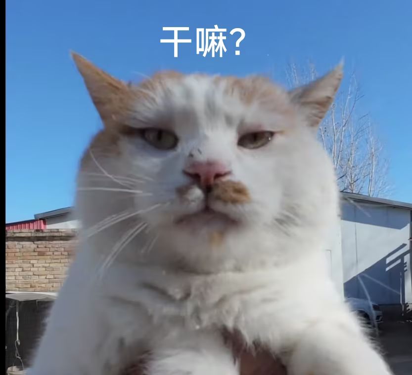 论现在的神子选择截图