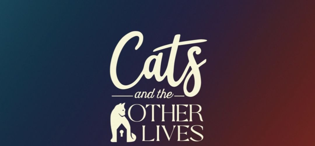 《猫与众生》：如果我不努力，就会成为流浪猫截图