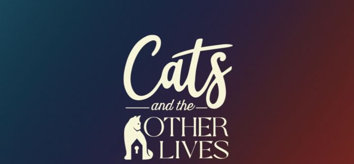 《猫与众生》：如果我不努力，就会成为流浪猫截图