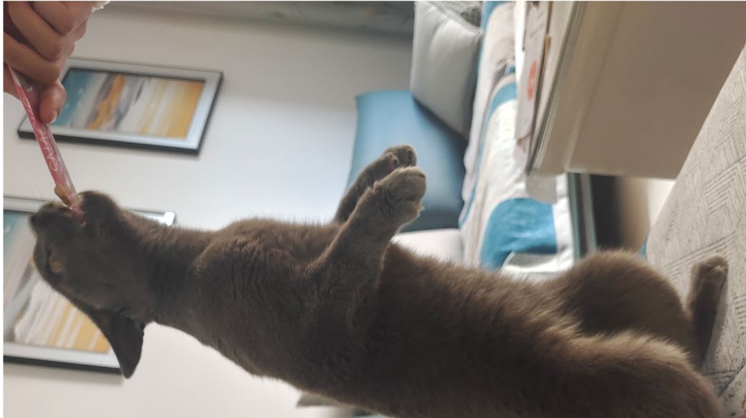 全部武学和知识技艺截图