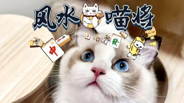 类《小丑牌》的肉鸽卡牌新游来了!当猫 Meme 撞上风水,真的上头截图