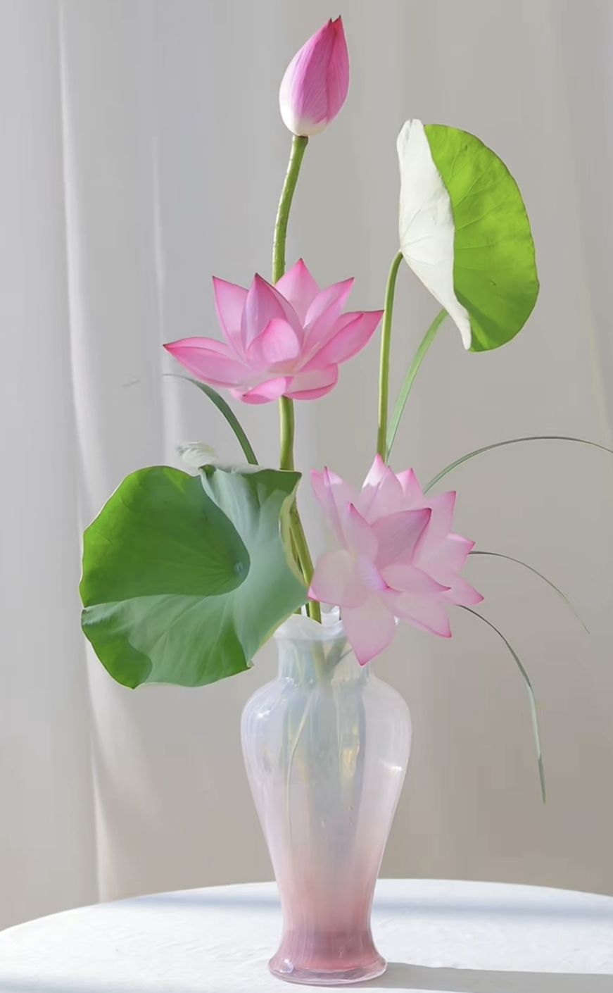 今日份壁纸——荷花🪷系列 3