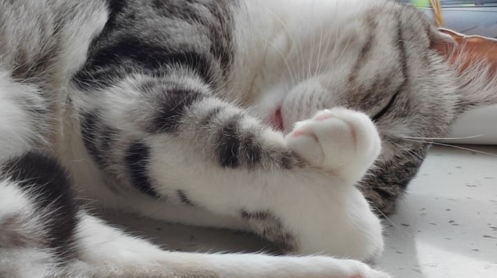自家猫猫坠可爱了！截图