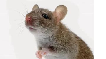 117给我体验服资格