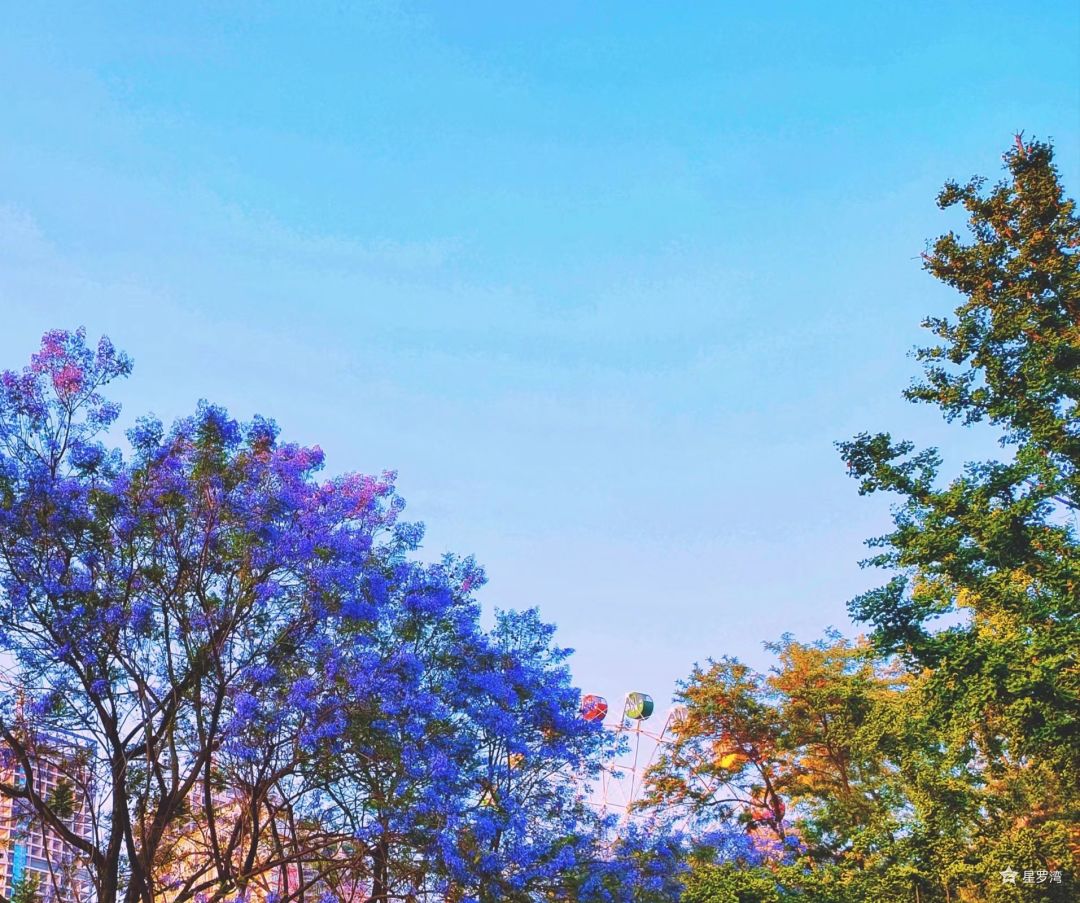 开心抽到蓝花楹 2