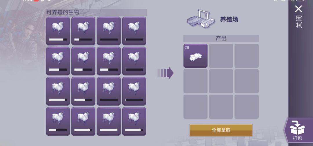 16花猪与16绵羊毕业 3
