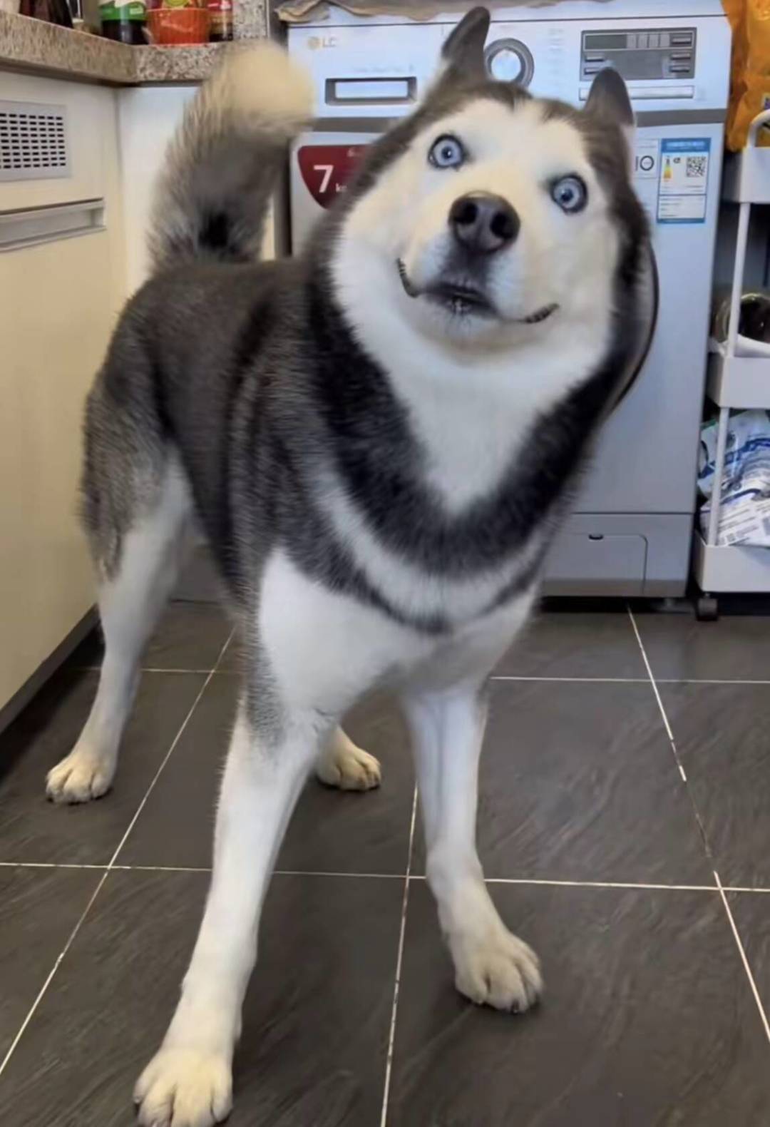 猫一什么时候砍截图