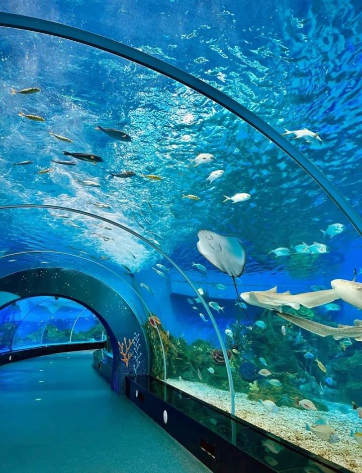 想和艾冻冻去海洋馆看海底世界截图