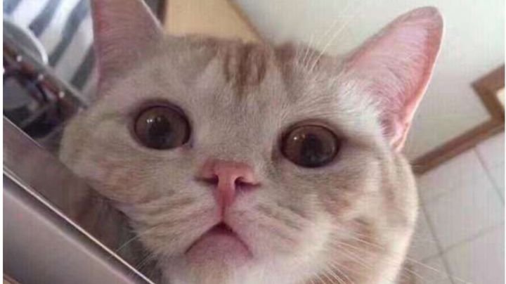 你们猜发生了什么截图
