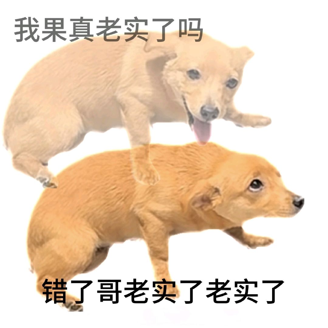 浣熊不高兴 1