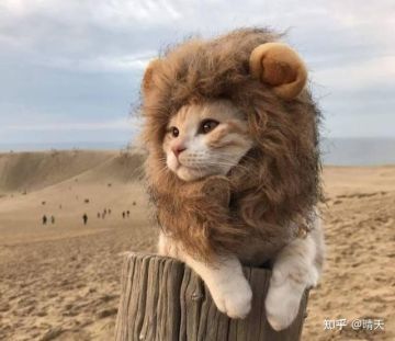 碧游教我唯唯诺诺，厂狱我重拳出击