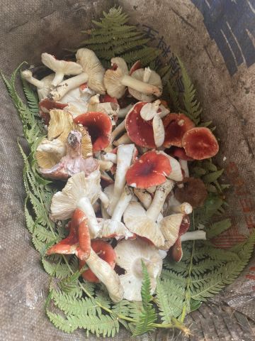 关于仙术升级的一点点玄学和建议

玄学：
组队：可以试着和比你高五百万以上，或者低你五百万以下战力的人组队。战力悬殊大，可能容易出。我有一天和一个800w的组队，掉了五本26阶

出率：官方没公布，但是有个经验是，只要出了第一本升级材料，就继续刷，通常会再出一本或两本

建议：
如果刷了两块肉都不出，换个队伍
升级仙术不要平均升级，先升主c、辅助的核心技能。比如：雷逍遥的14技能，风月如4技能，阴