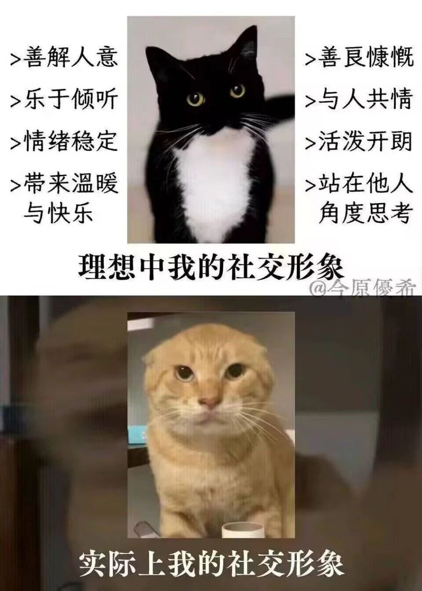 今日份梗图分享 1