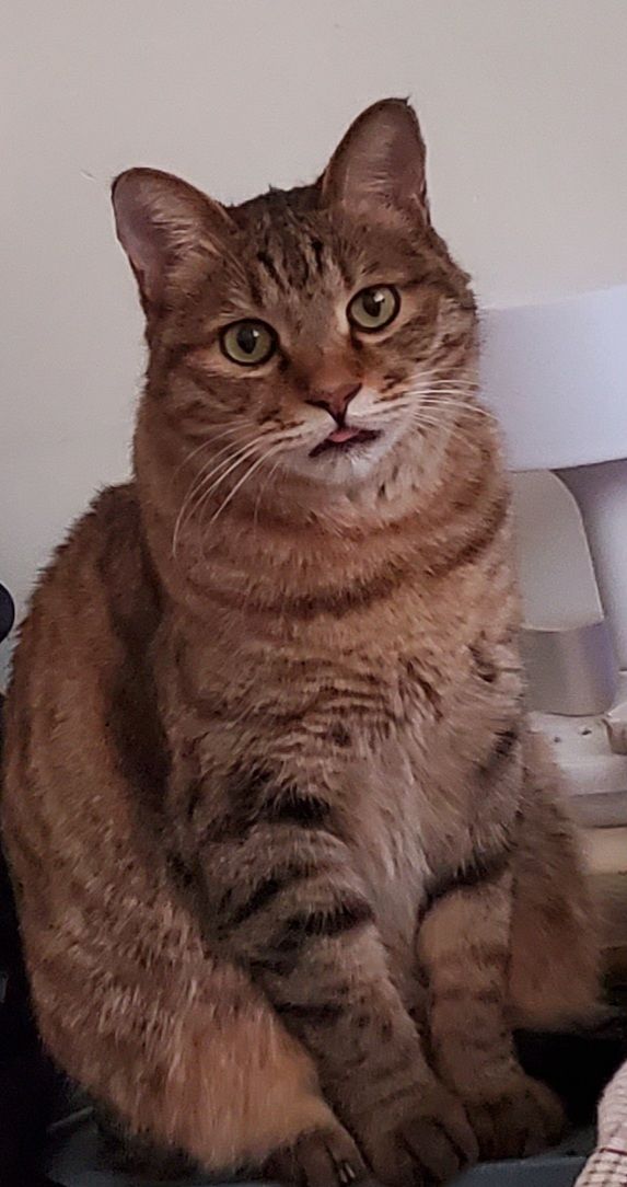 爆哭(┳◇┳)《结梦》聘猫礼太感人了截图