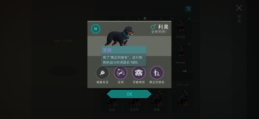 柯基毕业了 3