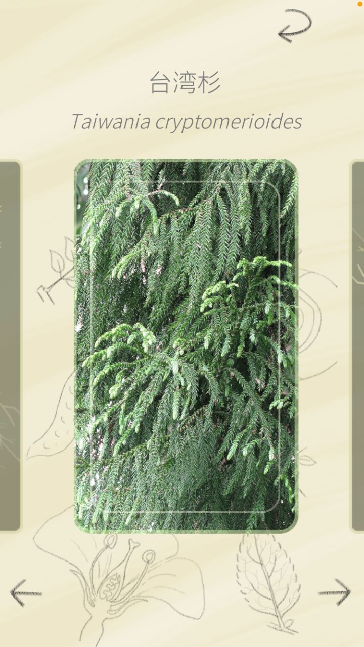 第一次答对台湾杉却没有种子🥲截图