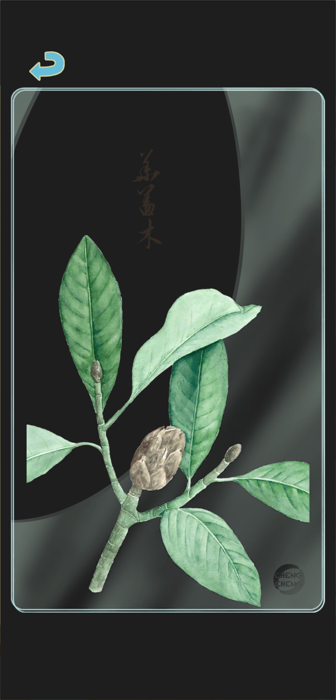 冬季树种透卡2 2