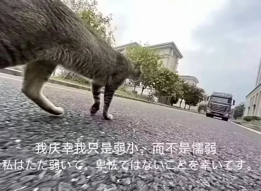 想念10s四星章鱼哥第66天 1