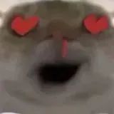 🌟猛攻猫猫表情包分享第一期🌟 3