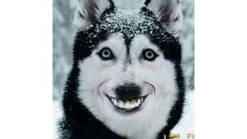 超详细萌新攻略，手把手教你玩转拉结尔