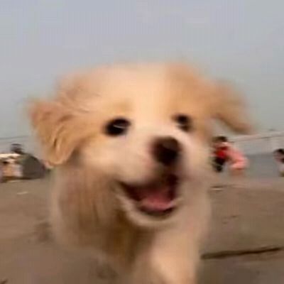这个头像是真的可爱呀！小狗狗太萌啦！[表情_泪目][表情_泪目]截图