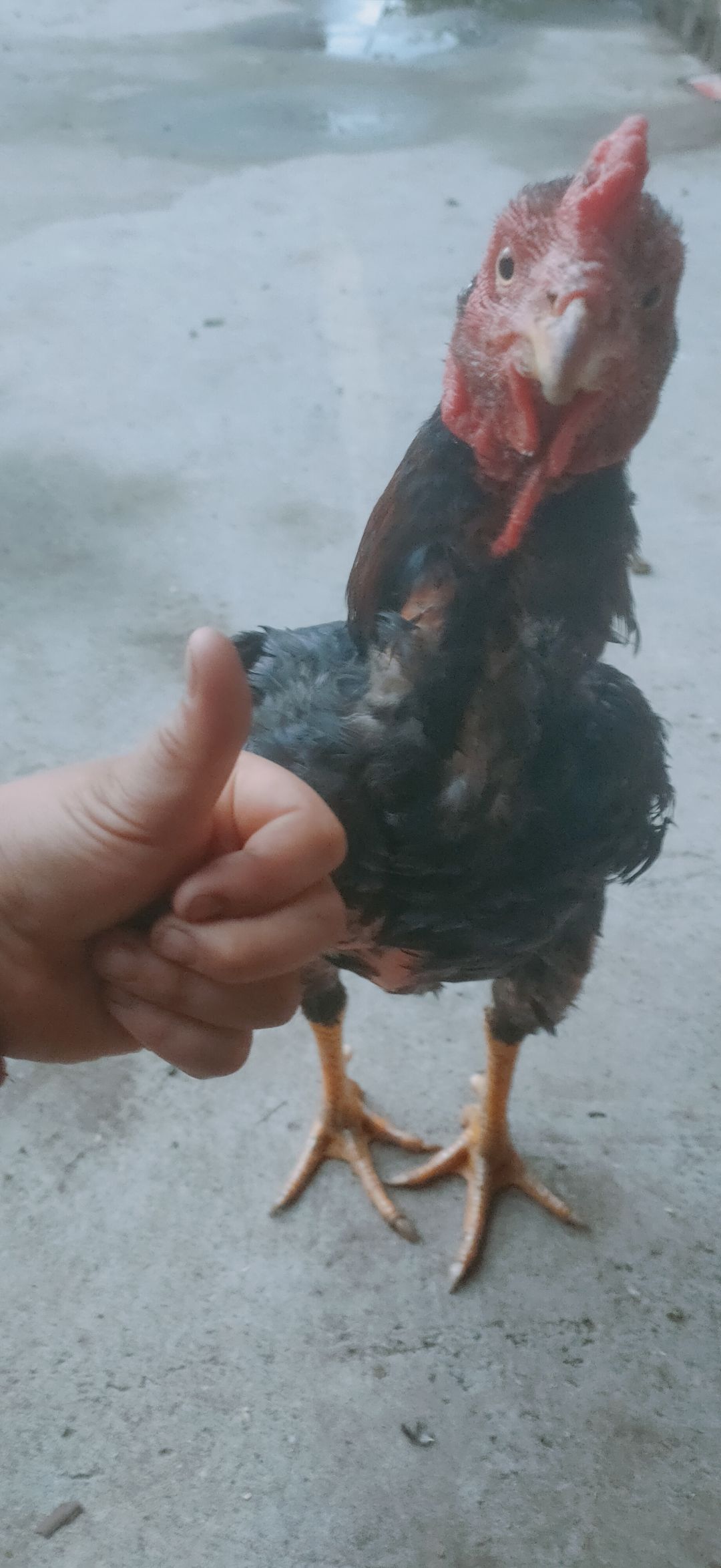 动态图片 3