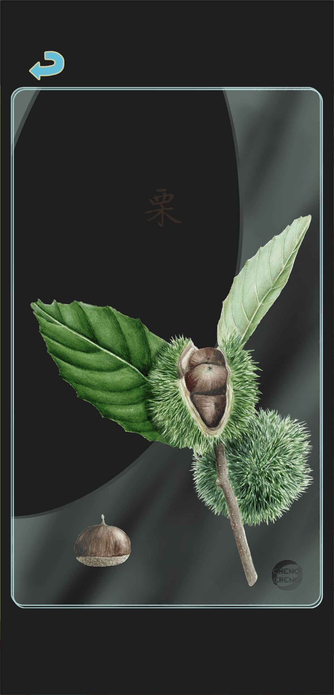 秋季树种透卡2 3
