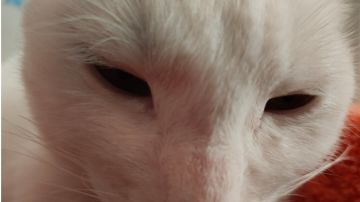 追求爆的招式阴刀