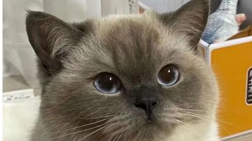 关于巧克力礼盒调整意见反馈