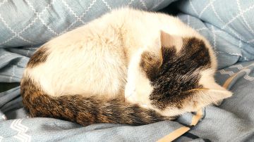 羽墨评测——强数值弱机制