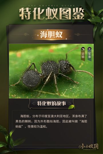 【蚂蚁图鉴】海胆蚁