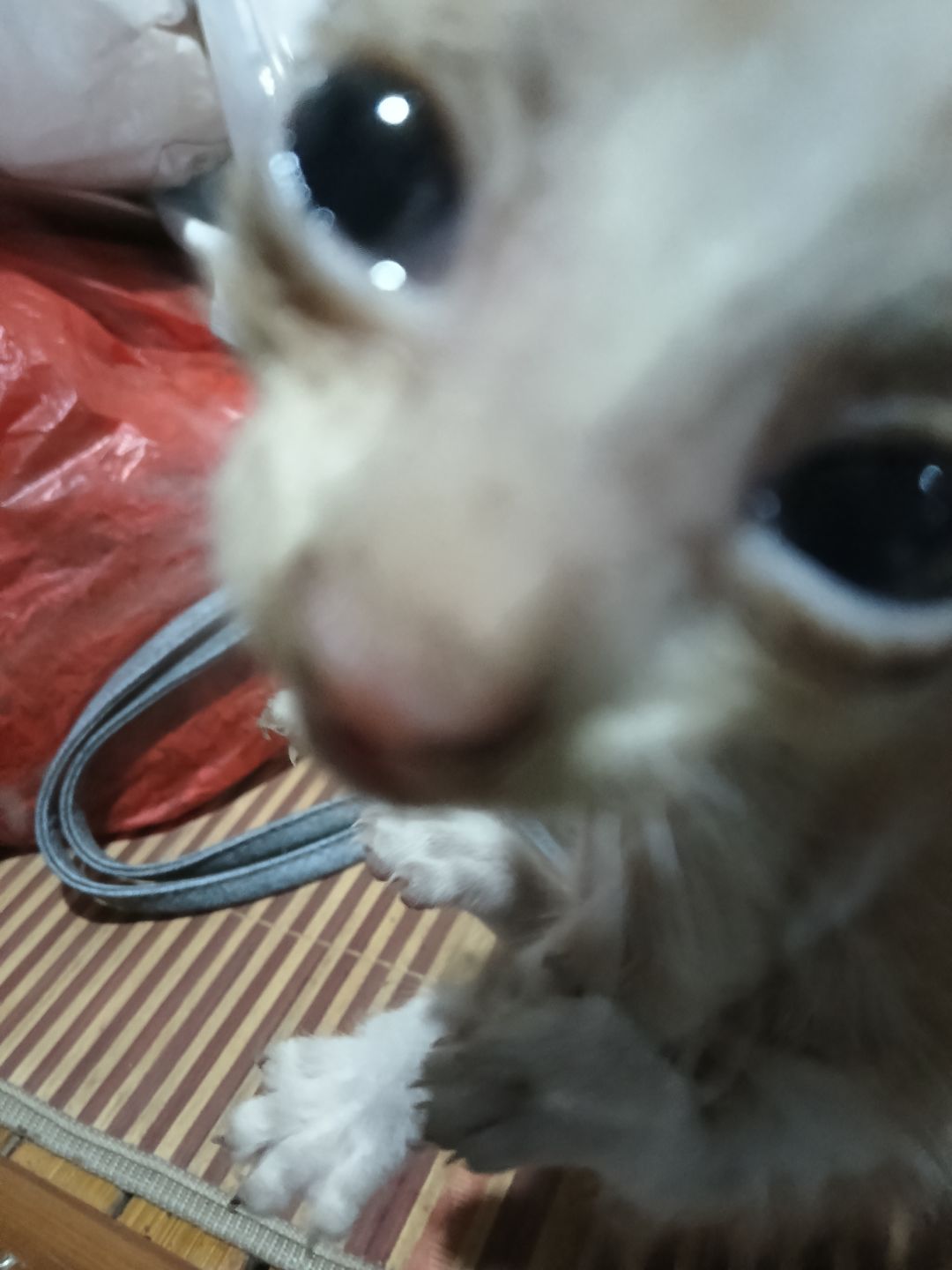 猫猫 3