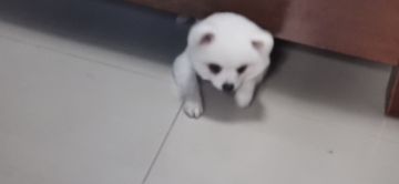 这个游戏设计的一大遗憾爆炸点