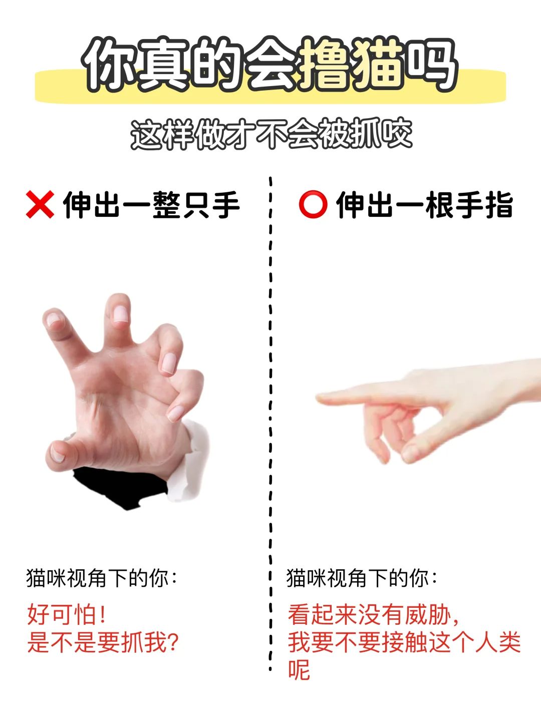 新手撸猫说明书📖如何正确撸猫不被咬⁉️ 2