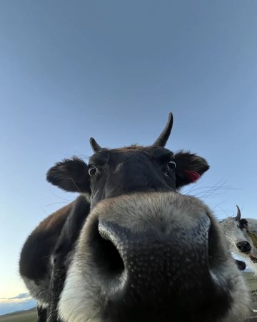 今日葩幻想（3）