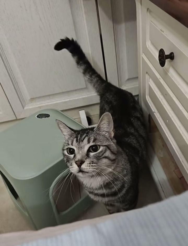 没多大的事情 就晒晒我的小猫截图