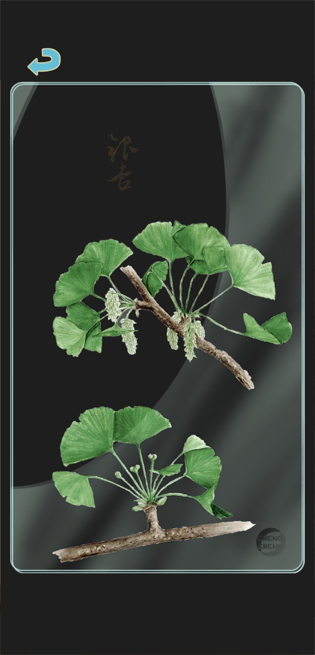 秋季树种透卡2 1