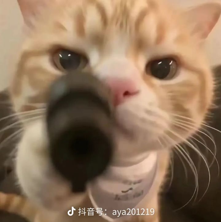 新区找寮截图